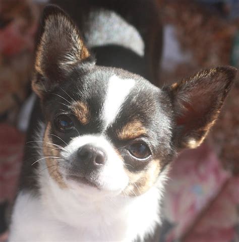 Teacup applehead chihuahua for sale - Welcome to the Honey Bee Family. Home of the sweet honey AKC apple head Chihuahua puppies in Sacramento California where excellence in temperament, health and quality …
